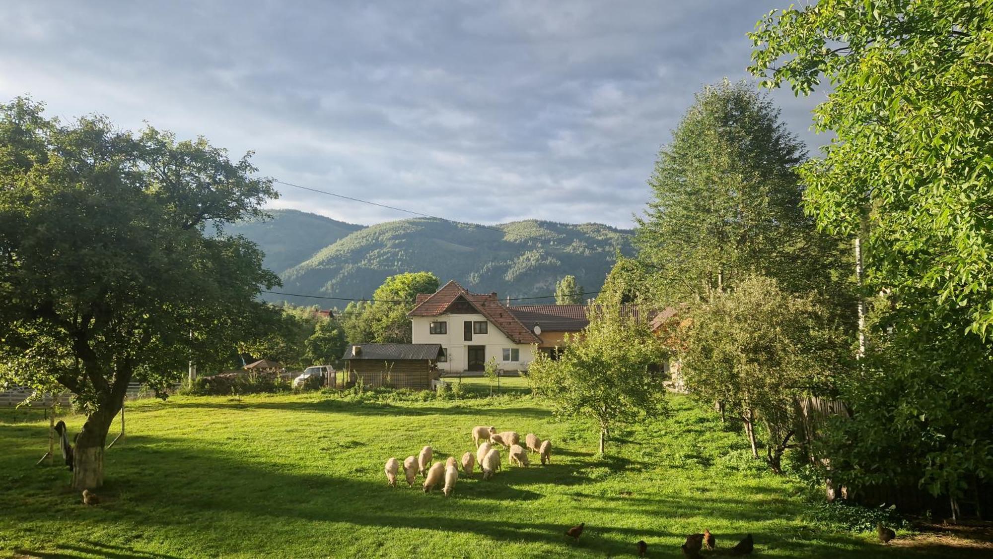 Casa Dorina Villa Törcsvár Kültér fotó